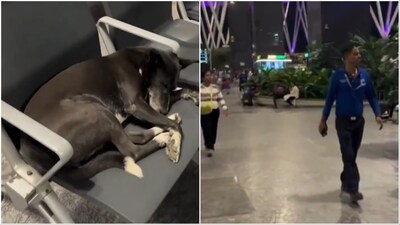 The viral video has become the latest flashpoint in an ongoing national conversation about stray dogs in public spaces. (Image credit: @i_m_harshitsing/X)