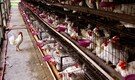 US-Bangladesh trade framework: Dhaka opens up dairy, poultry sectors to American imports