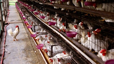 Chickens are seen at a poultry farm in Keraniganj, near Dhaka, Bangladesh, January 12, 2022. REUTERS/Mohammad Ponir Hossain
