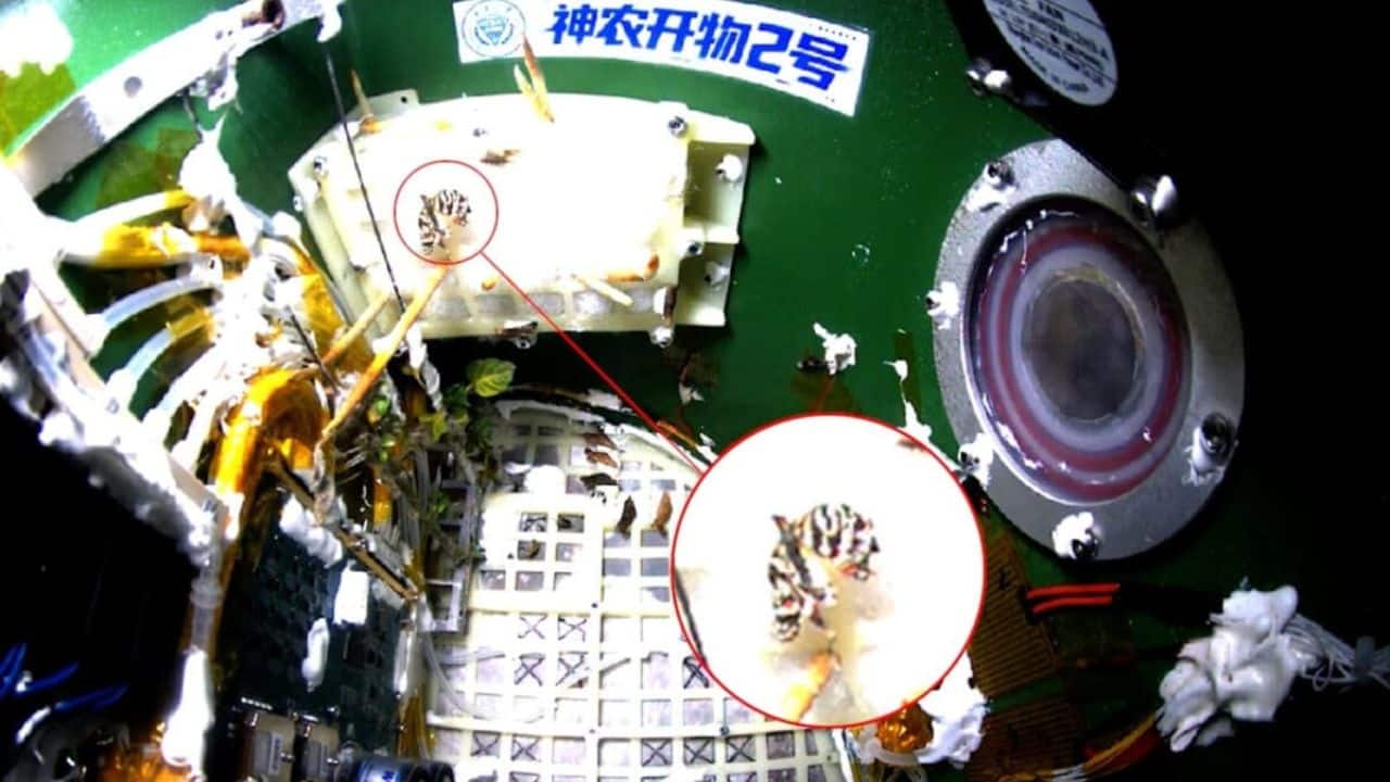 First Time in Space: Butterfly completes metamorphosis 400 km above Earth on China’s Tiangong Station