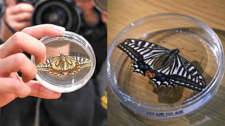 A sealed capsule contained plants, microorganisms and the chrysalis. (Image: Chongqing University / Xinhua)