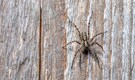 How to keep spiders out of your home and garden: Simple fixes and natural repellents