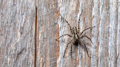 How to keep spiders away from home: The easiest way to get rid of these creepy crawlies is by using indoor plants like basil, lavender, and rosemary strategically in the house (Image: Pexels)
