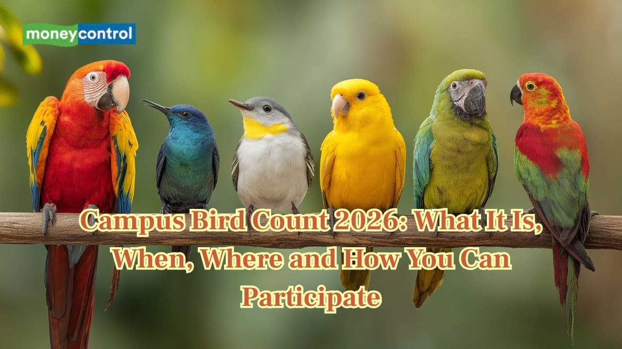 Campus Bird Count 2026: What It Is, When, Where and How You Can Participate