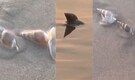 Watch: Padma Shri awardee Sudarsan Pattnaik, captured tiny "sea creatures" at Puri Blue Flag Beach in Odisha