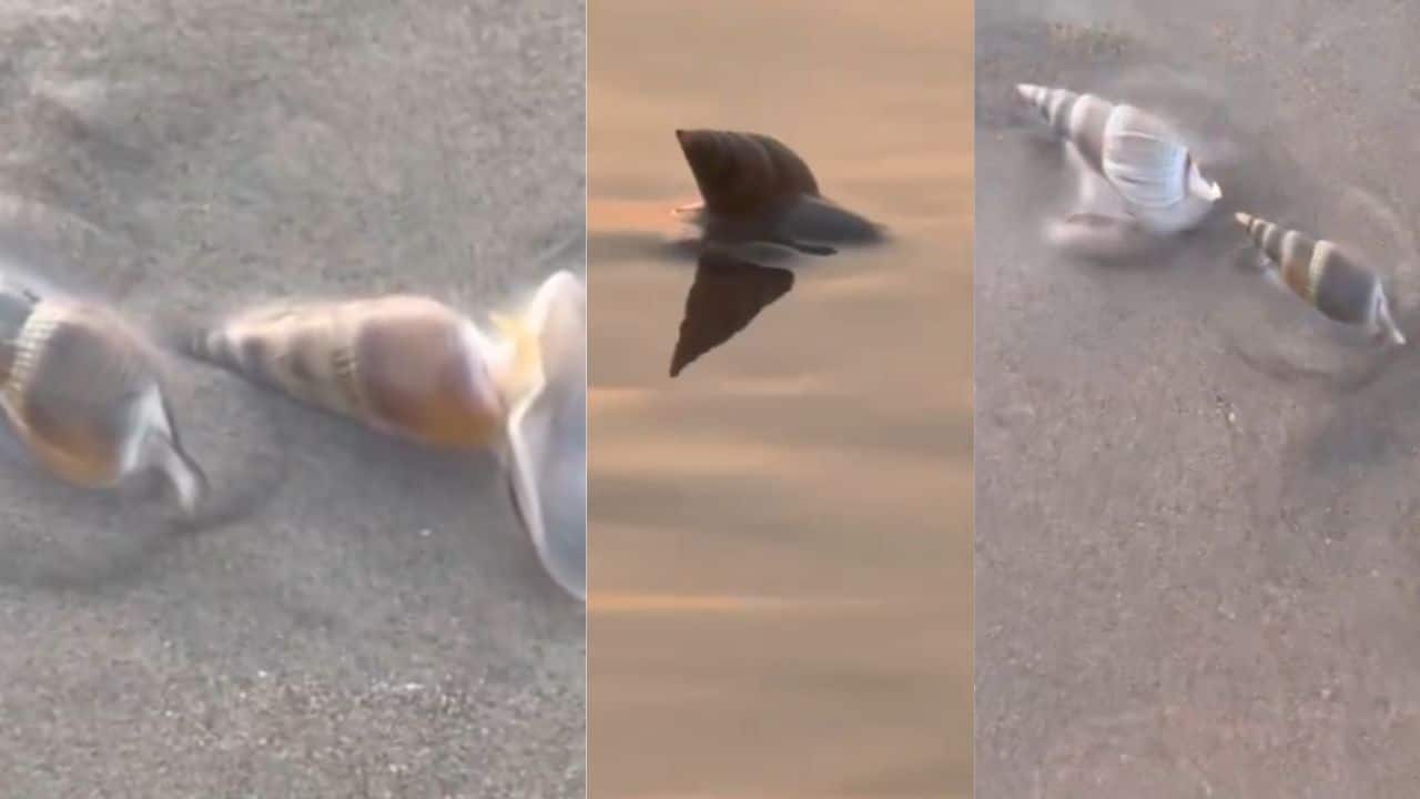 Watch: Padma Shri awardee Sudarsan Pattnaik, captured tiny "sea creatures" at Puri Blue Flag Beach in Odisha