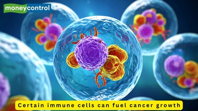 Neutrophils, a type of immune cell in the body, can help tumours grow instead of attacking them. (Picture: Canva)