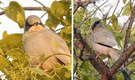 Rare Grey Hypocolius spotted in Chhari-Dhandh Conservation Reserve in Gujrat wetlands making it a major global attraction!