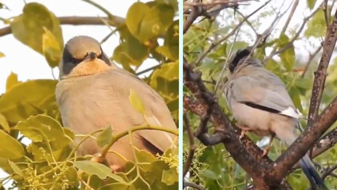 Rare Grey Hypocolius spotted in Chhari-Dhandh Conservation Reserve in Gujrat wetlands making it a major global attraction!