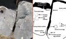 "Egg inside an Egg": 68-million-year-old dinosaur fossil found in India, stuns scientists