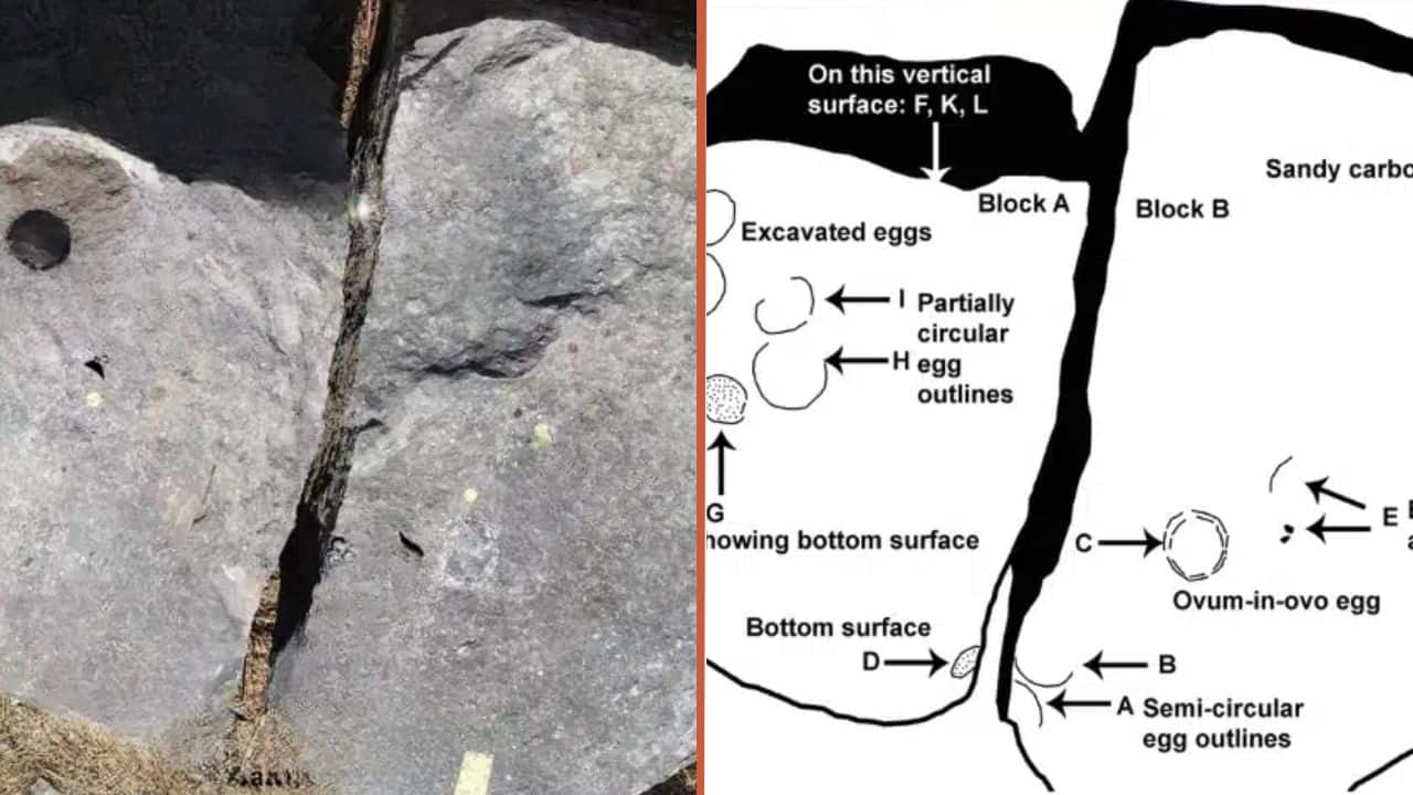 "Egg inside an Egg": 68-million-year-old dinosaur fossil found in India, stuns scientists