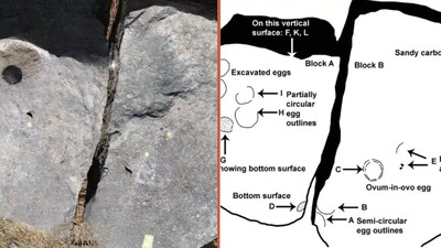68-Million-Year-Old Titanosaur's Egg Inside Another Egg found in Madhya Pradesh. (Image: Scientific Reports)