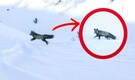 First Time Ever: CDFW biologists captured and GPS collared "Red Fox" hunting in snow mountains of California
