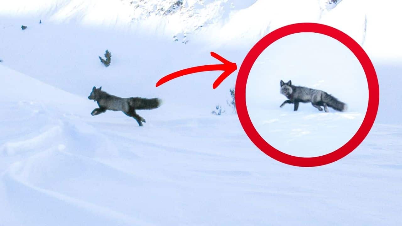 First Time Ever: CDFW biologists captured and GPS collared "Red Fox" hunting in snow mountains of California