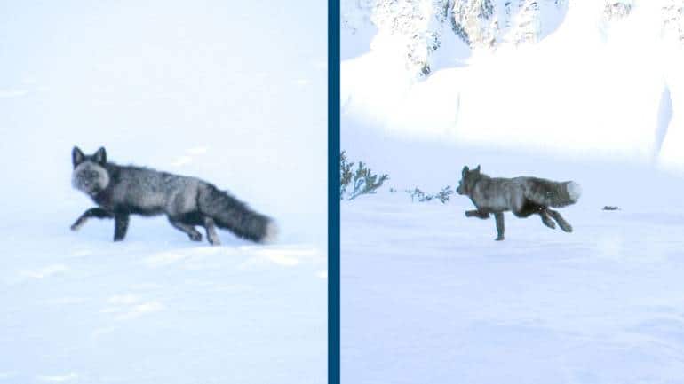 After capturing the fox, scientists fitted it with a lightweight GPS collar. (Image: X/@CaliforniaDFW)