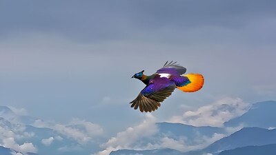 A rare nine-coloured Himalayan monal spotted in Bhutan (Image: hasamnisdrsudhir/Instagram)