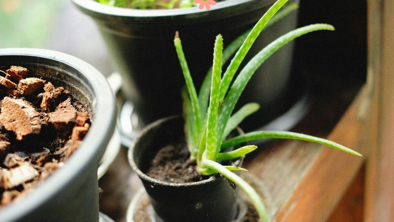 Aloe Vera's compound may help fight Alzheimer's disease, suggests study