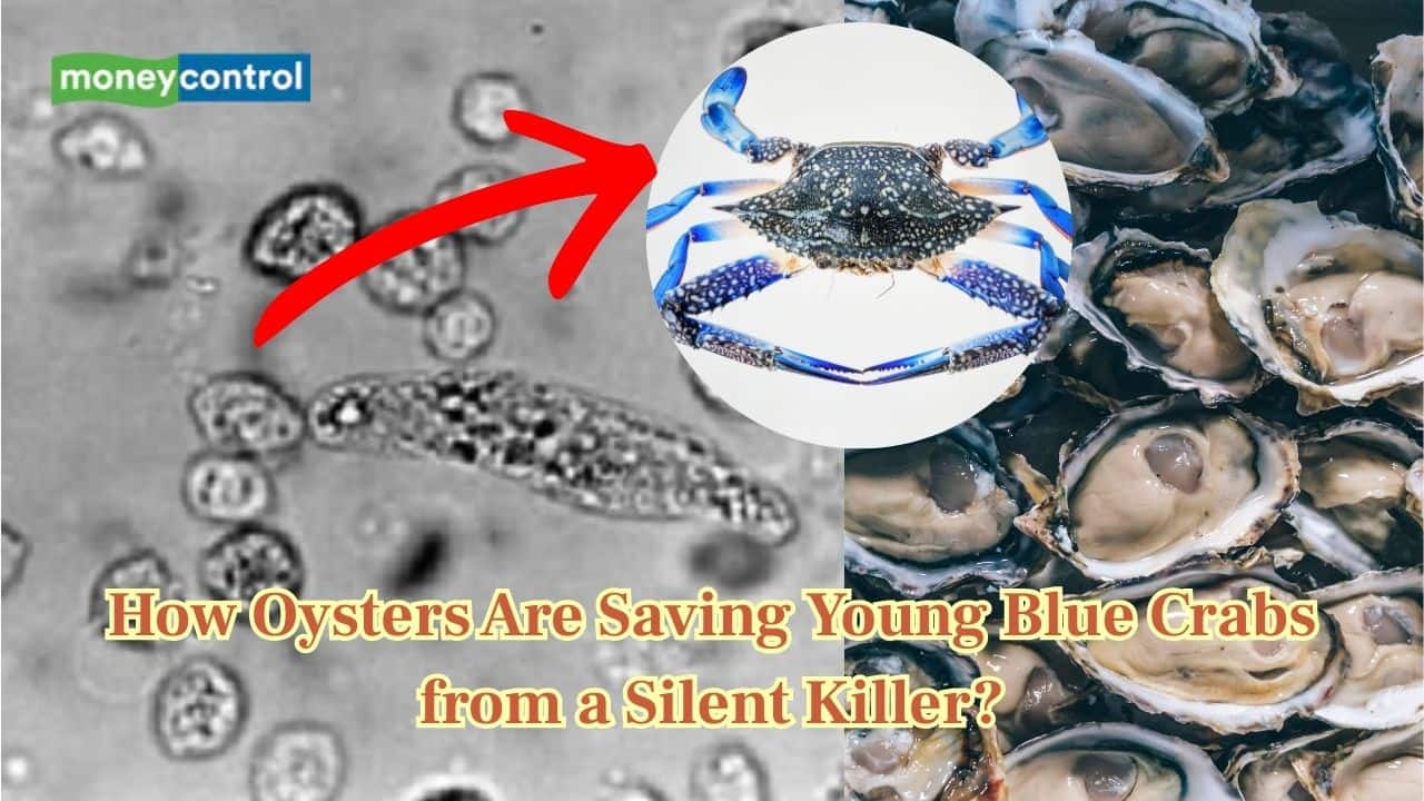 The ocean’s biggest mystery solved: Who’s really saving "blue crabs" from dying?