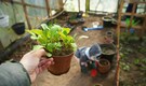 7 leafy greens you can grow at home in just few weeks