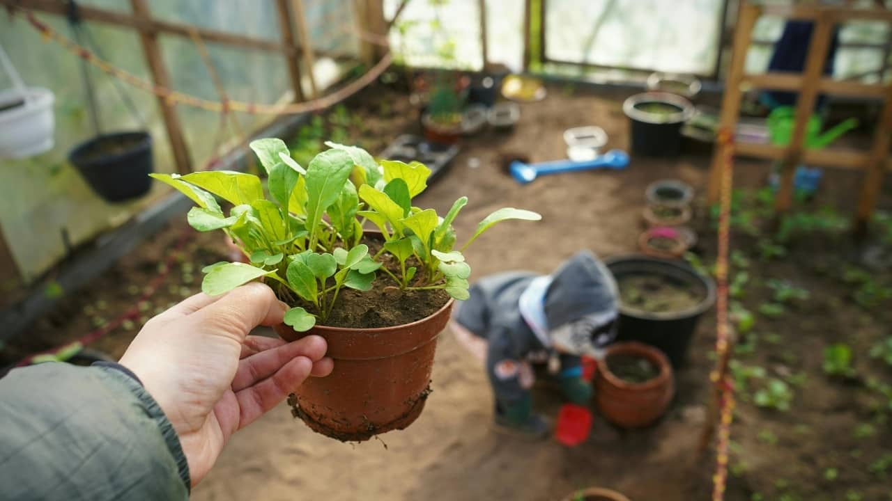 7 leafy greens you can grow at home in just few weeks