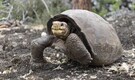 Extinct for 100 years, this giant tortoise was found alive, and its comeback could change everything
