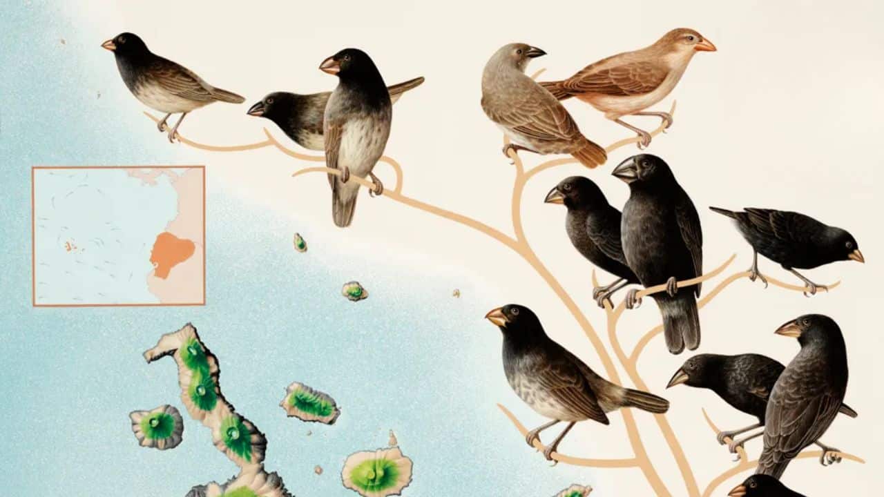 The famous Galápagos finches caught Darwin's attention. (Image: National Geographic)