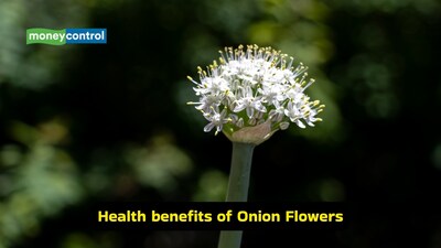 Health benefits of onion flowers: It's petals contain natural prebiotic fibres, sulphur-rich compounds and antioxidants that are good for gut bacteria (Image: Canva)