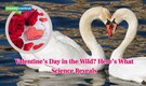 Do animals celebrate "Valentine’s Day"? Here’s what science says about love in the wild