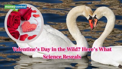 Do Animals Really Celebrate Valentine’s Day? Know the science behind this. (Image: Canva)