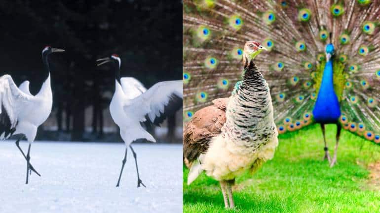 Right: Red Crowned Crane couple courtship dance. Left: Male peacock impressing peahen (Image: Canva)