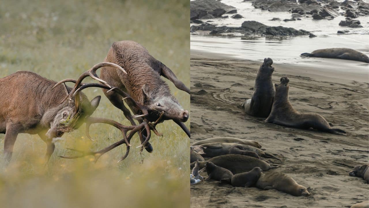 Male deers clashing antlers and Elephant seals battle violently to attract females. (Image: Canva)