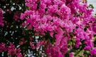 Make your balcony look exquisite, expensive with these stunning climbers