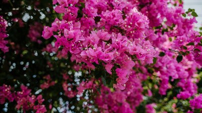 Bougainvillea, known for its colourful blooms that make a space look effortlessly vibrant, requires 5-6 hours of direct sunlight each day (Image: Pexels)