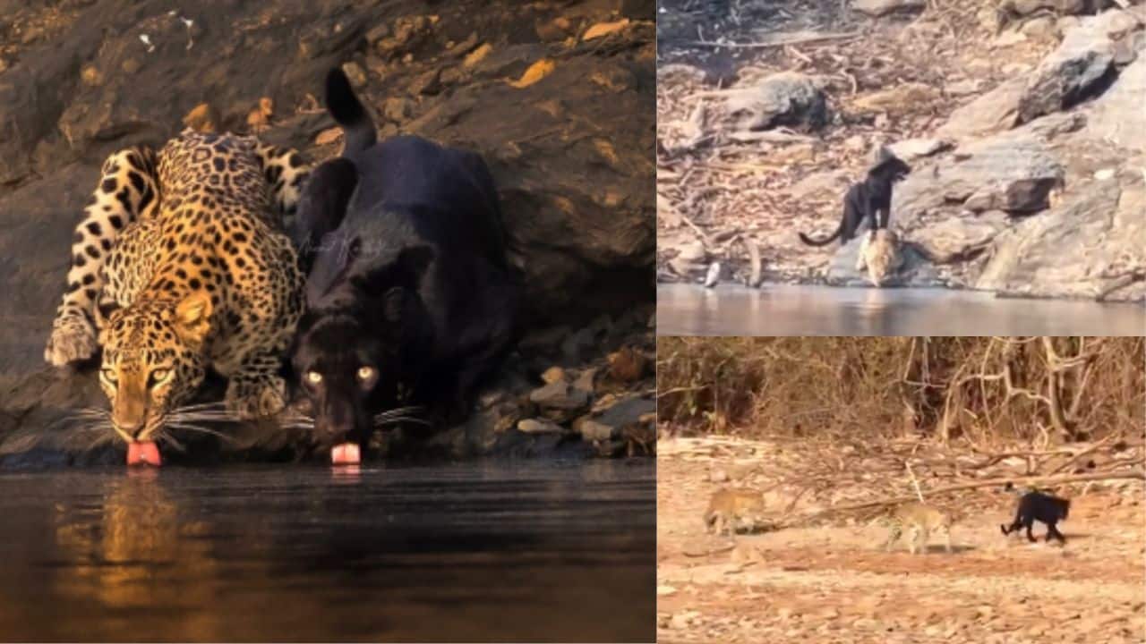 A Rare Sighting: Black Panther and Leopard spotted drinking side-by-side in Karnataka’s Bhadra Tiger Reserve