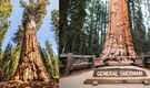 Meet General Sherman: The largest tree in the World at 275 feet tall and 2,200 years old, older than the Roman Empire