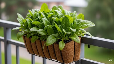 Spinach is a nutrient-dense superfood, and there’s nothing better than growing it in a hanging basket in your home (Image: AI Generated)