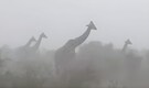 "When thunder rolled, they didn’t run"—Giraffes were seen defying nature in this viral video!