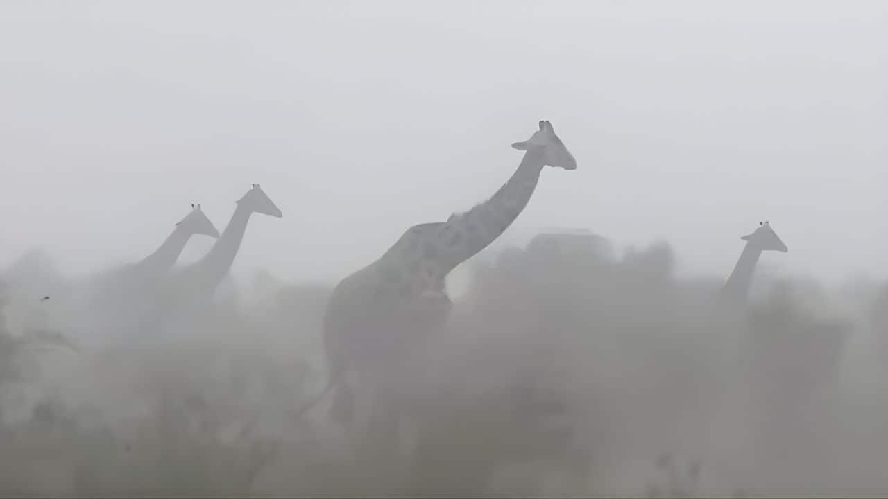"When thunder rolled, they didn’t run"—Giraffes were seen defying nature in this viral video!