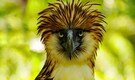 Meet the 3-foot-tall ‘monkey-eating’ bird: The World’s largest Eagle on the verge of extinction