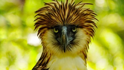 One of the World’s Largest Eagles on the Verge of Extinction (Image: Canva)