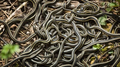 Snakes keep turning cannibal but why? Study reveals the surprising evolutionary pattern behind it