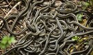 Inside the 'World’s largest snake den': 100,000 red-sided garter snakes huddle beneath Manitoba