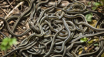 How Evolution Keeps Pushing Snakes Toward Cannibalism (Representative Image; Canva)