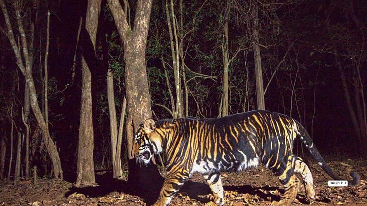 Melanistic tiger in Similipal of Odisha (Image: PTI)