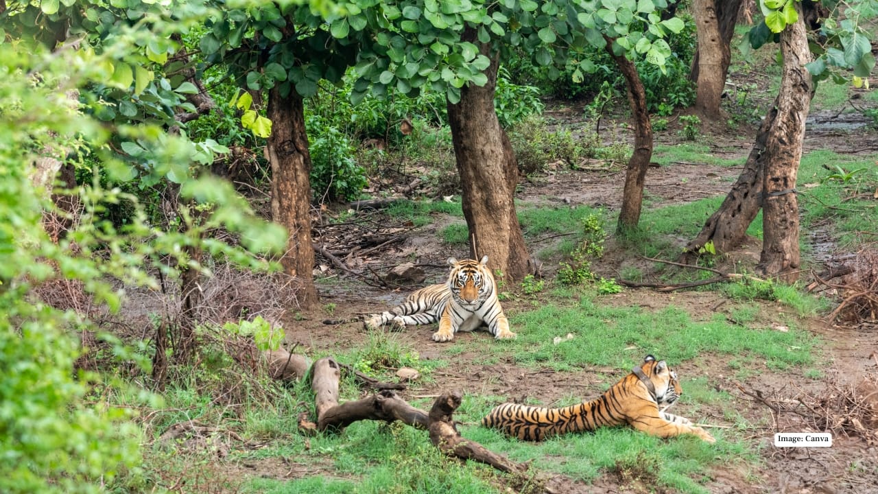 Sariska Tiger Reserve