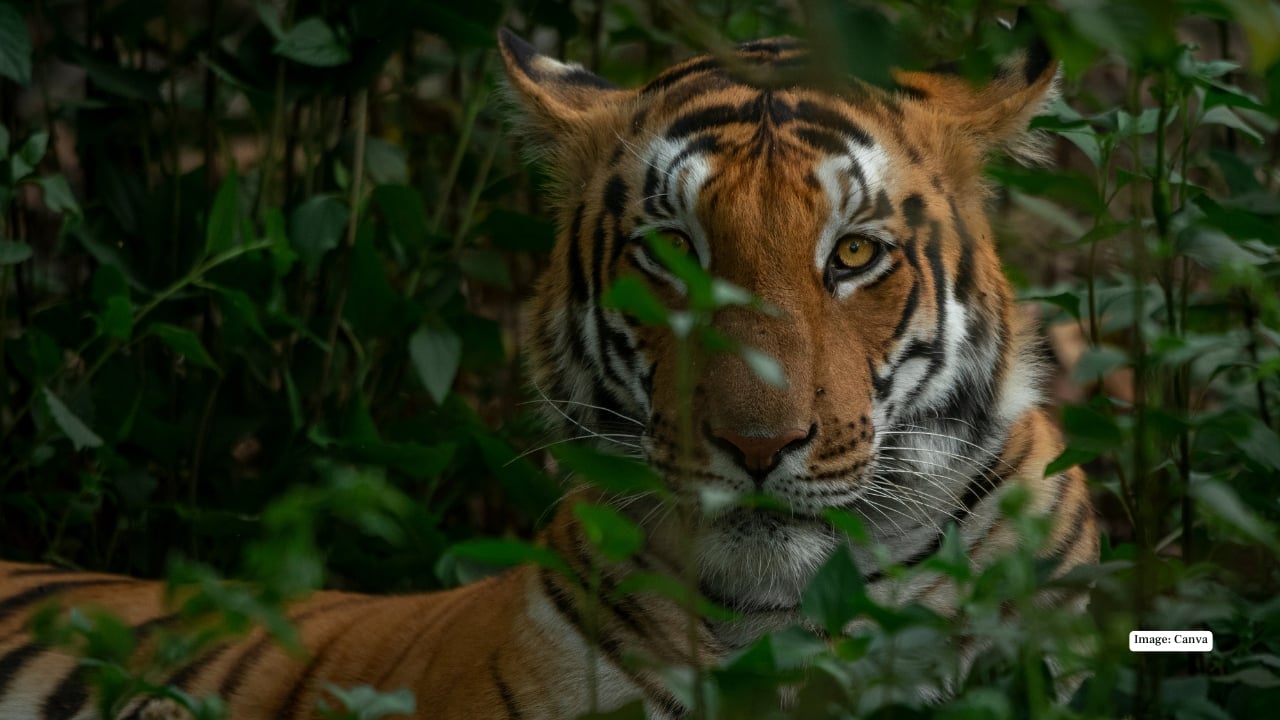 Pilibhit Tiger Reserve