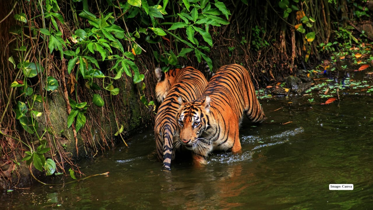 Buxa Tiger Reserve