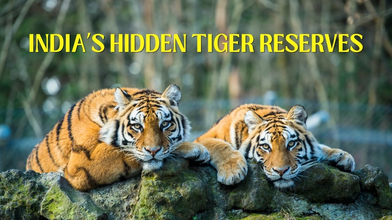 Think Ranthambore is the best? These lesser-known tiger reserves in India might surprise you