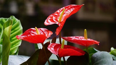 Anthurium: Its beautiful heart-shaped flowers represent deep romance and emotional connection (Image: Pexels)