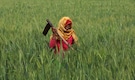 Government approves wheat exports, expands sugar export quota